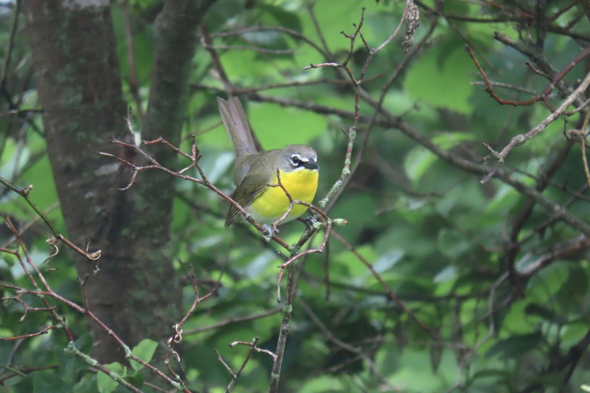 Yellow-breasted Chat - Terry Swope