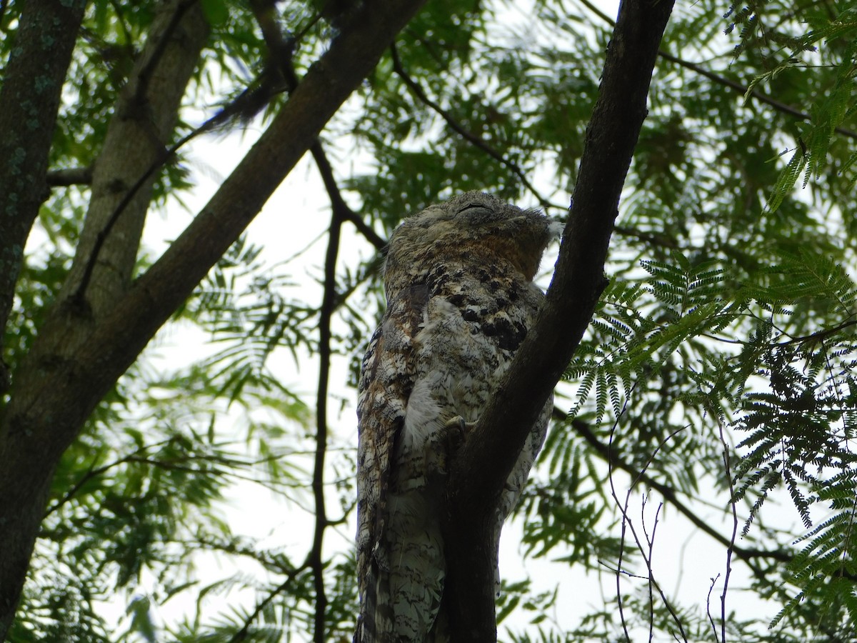 Great Potoo - Patricia Martinez