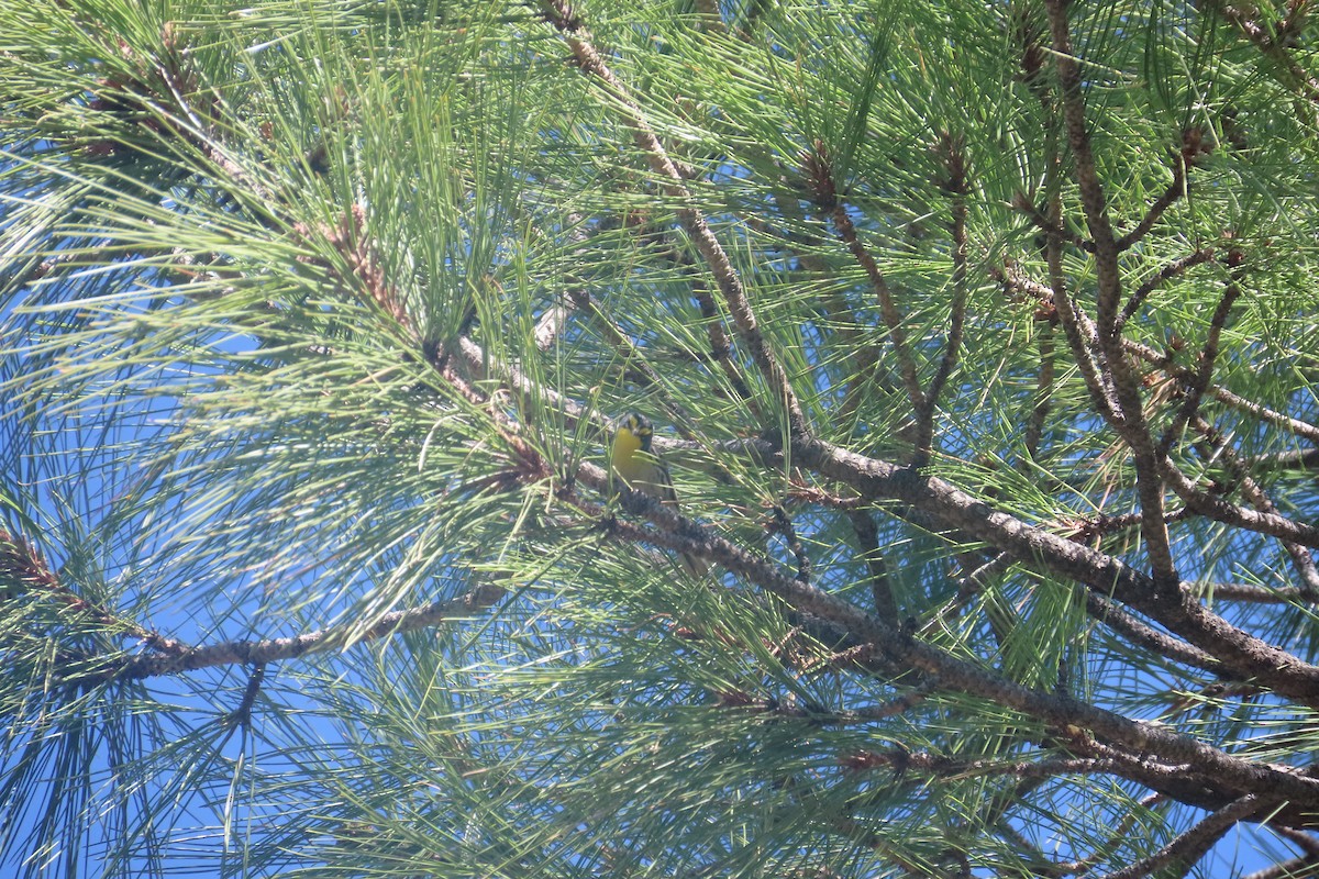 Grace's Warbler - ML619085412