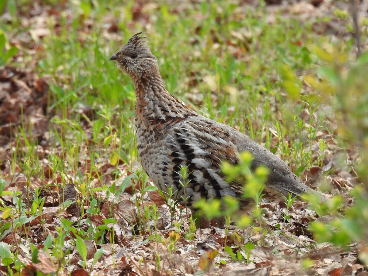 Ruffed Grouse - ML619085417