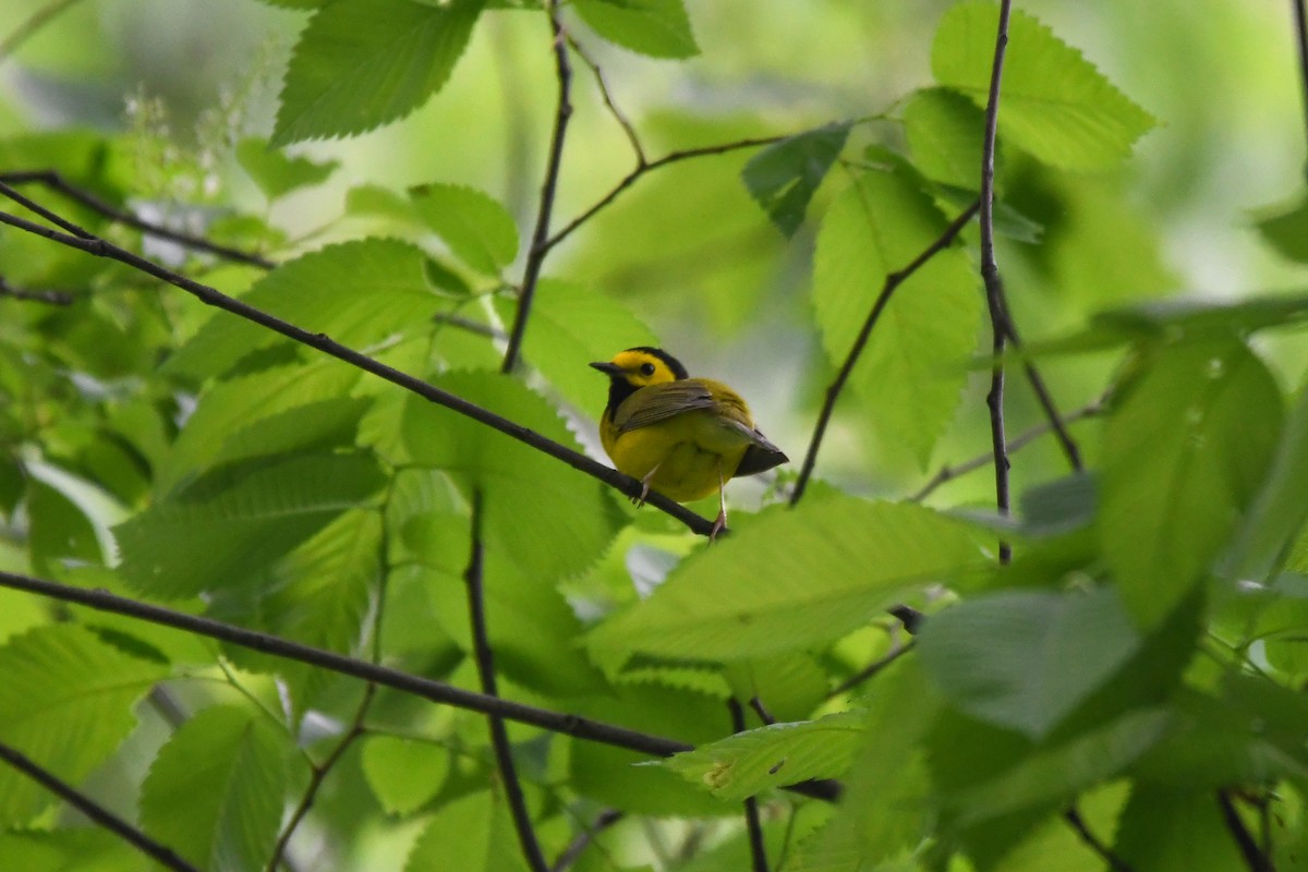 Hooded Warbler - Holly Hilliard
