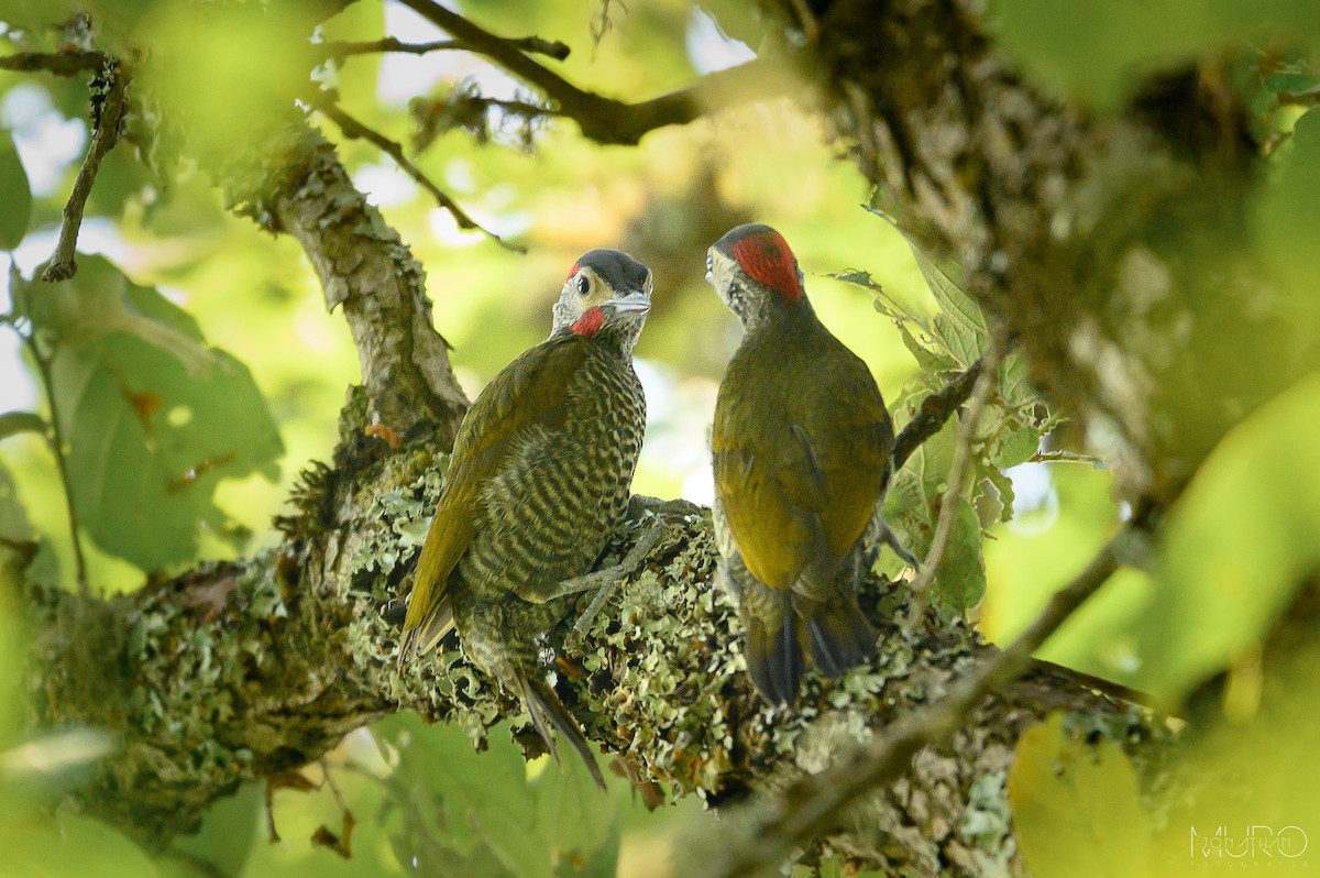 Golden-olive Woodpecker - Jonathan Muró