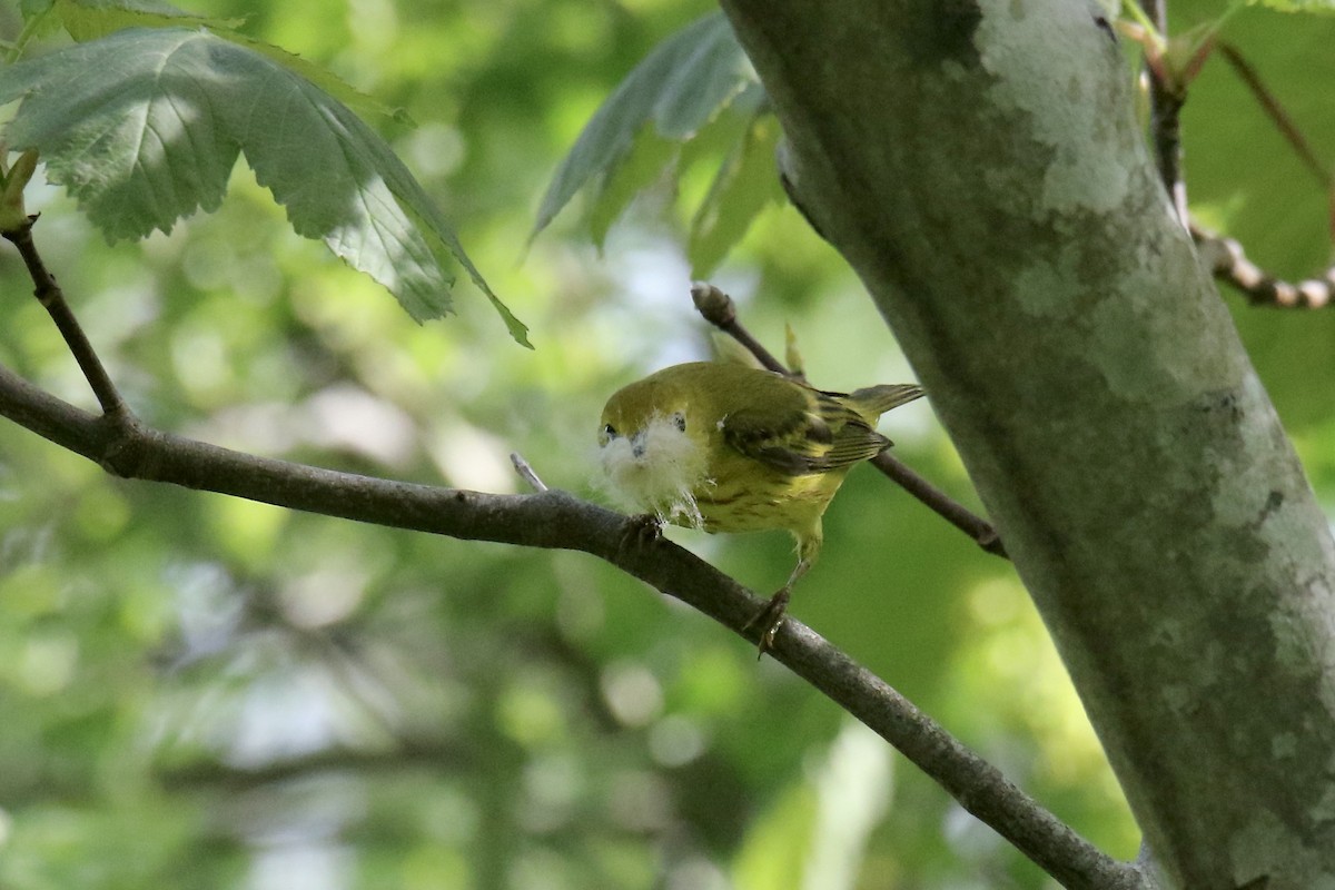 Yellow Warbler (Northern) - Nancy Villone