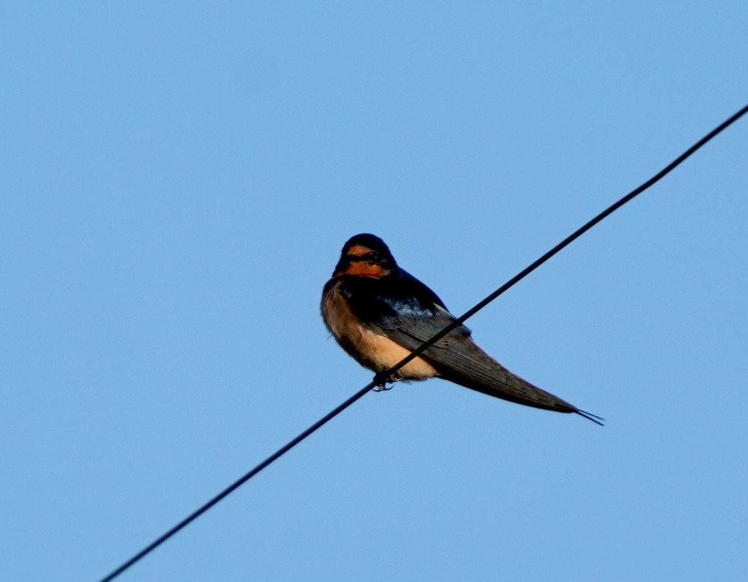 Barn Swallow - Sibylle Hechtel