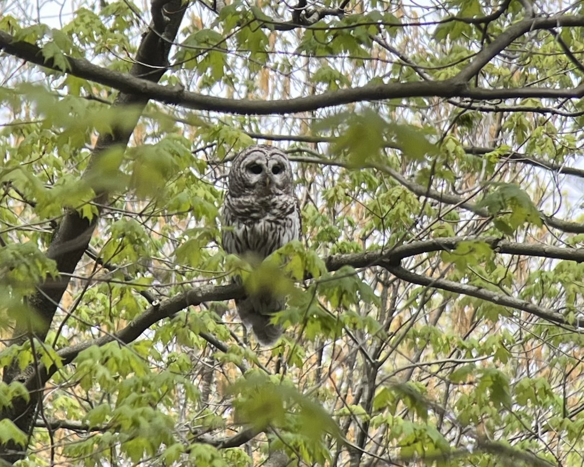 Barred Owl - Thierry Grandmont