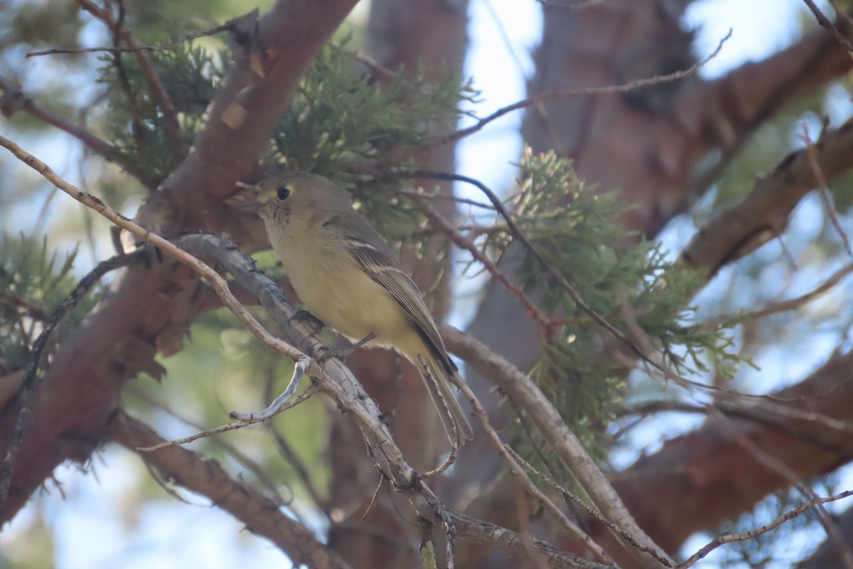 Hutton's Vireo - ML619085483
