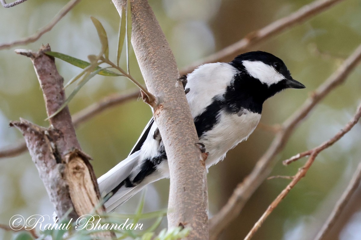 Cinereous Tit - ML619085485