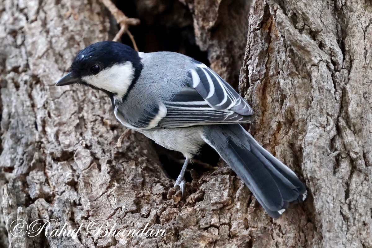 Cinereous Tit - Rahul Bhandari