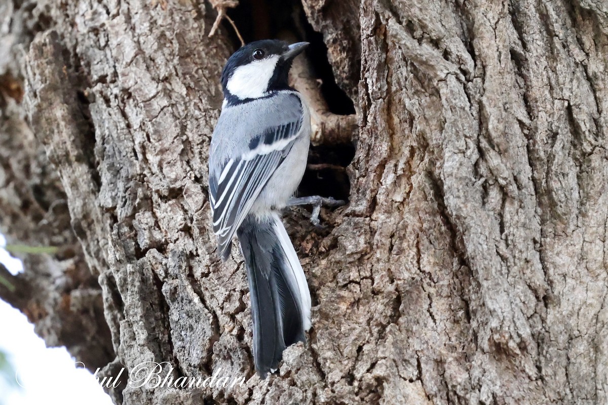 Cinereous Tit - Rahul Bhandari