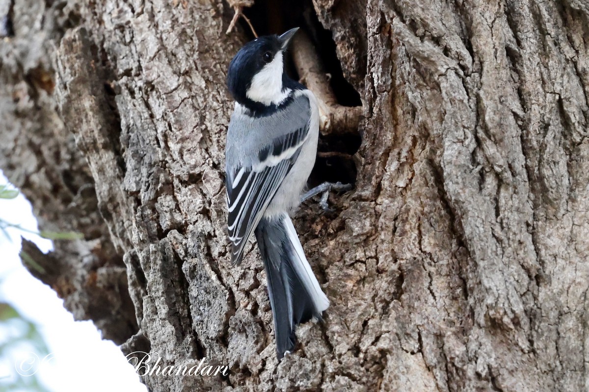 Cinereous Tit - ML619085493