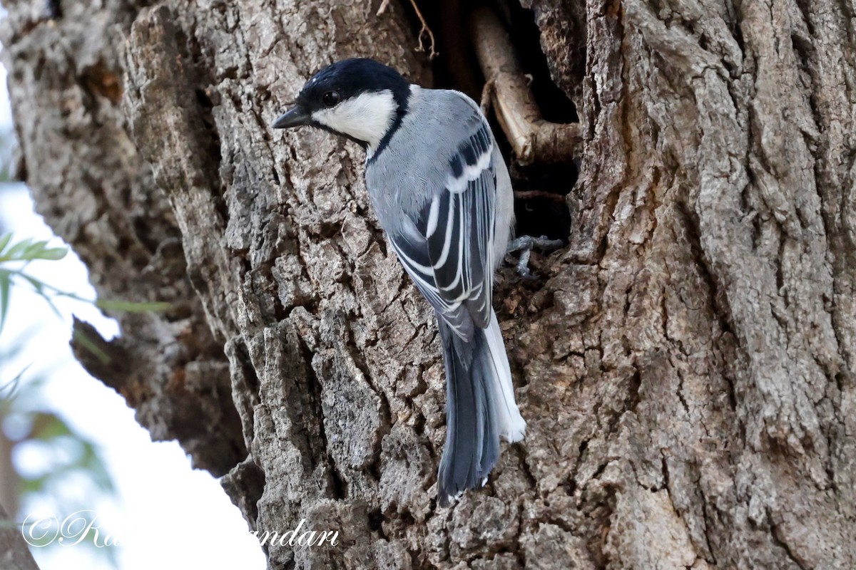 Cinereous Tit - ML619085494