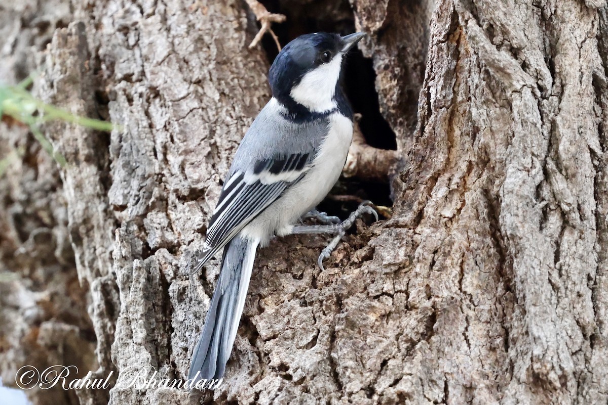 Cinereous Tit - Rahul Bhandari