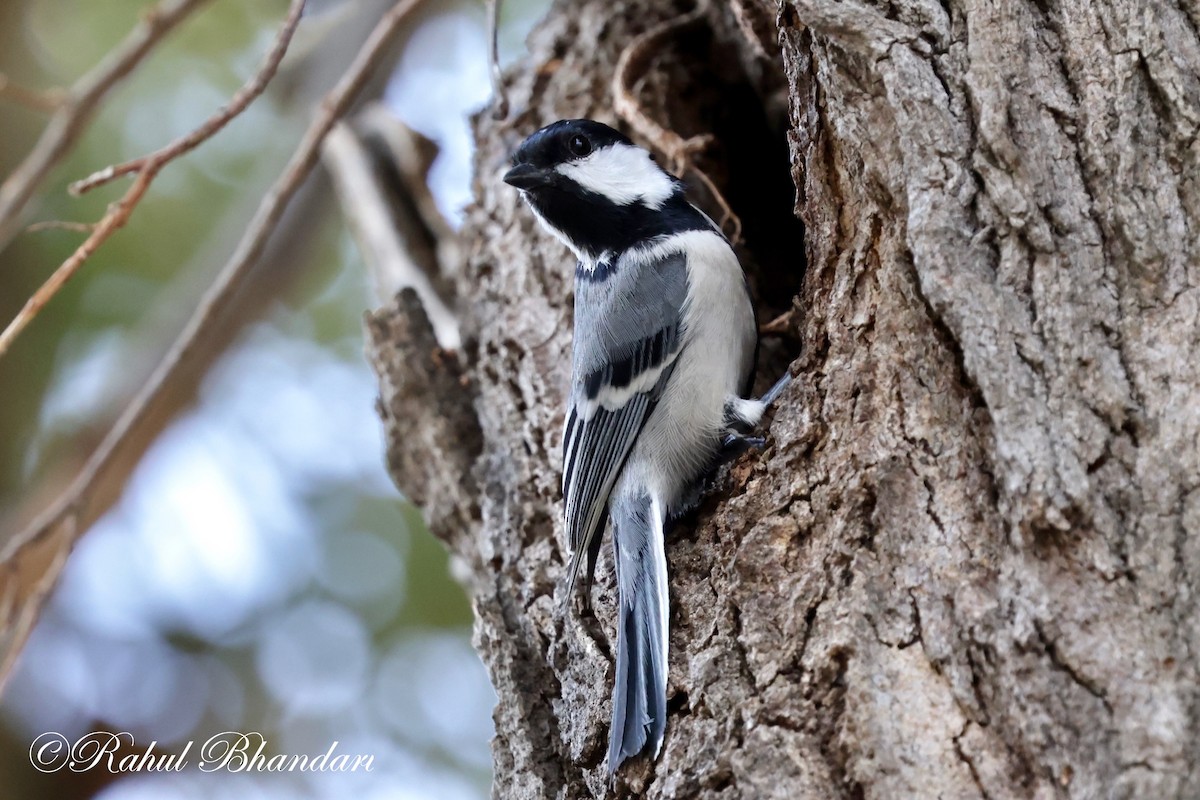 Cinereous Tit - Rahul Bhandari