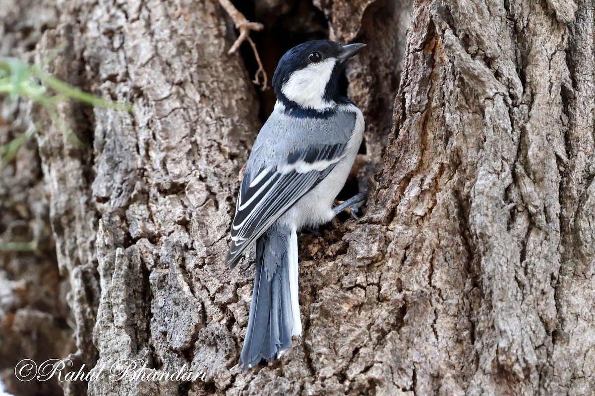 Cinereous Tit - Rahul Bhandari