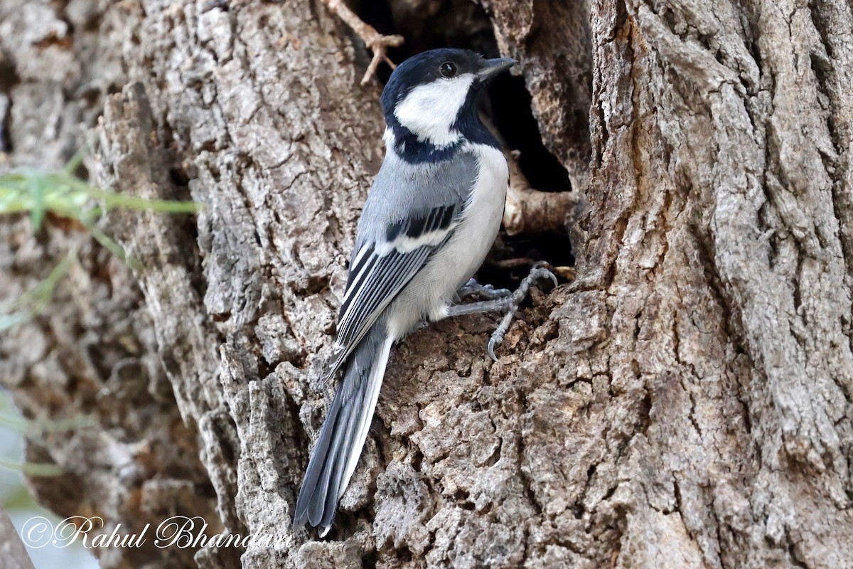 Cinereous Tit - Rahul Bhandari