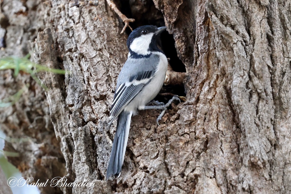 Cinereous Tit - ML619085504