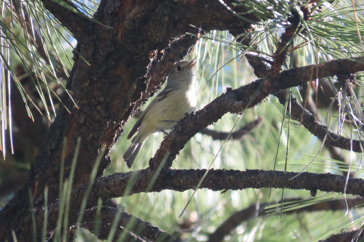 Hutton's Vireo - David Brinkman