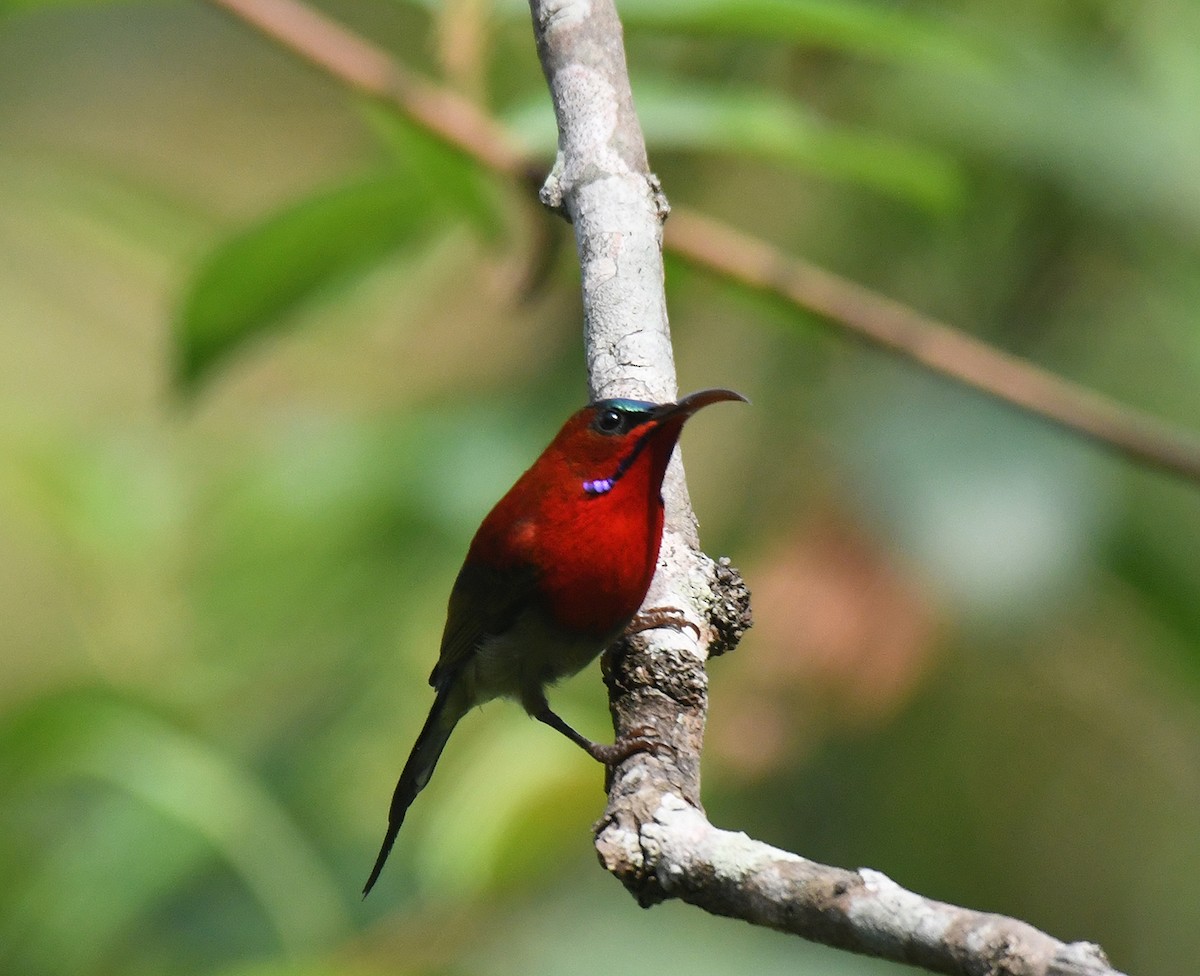 Crimson Sunbird - Noreen Weeden