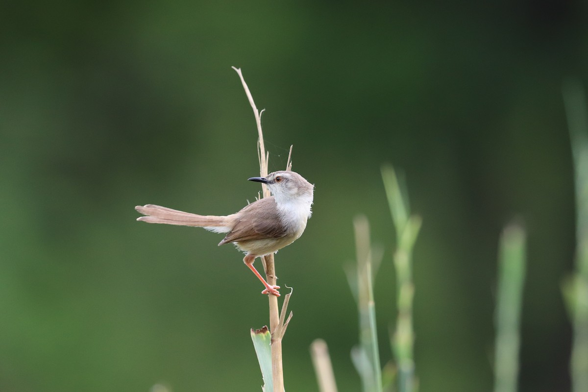 Prinia Modesta - ML619085549