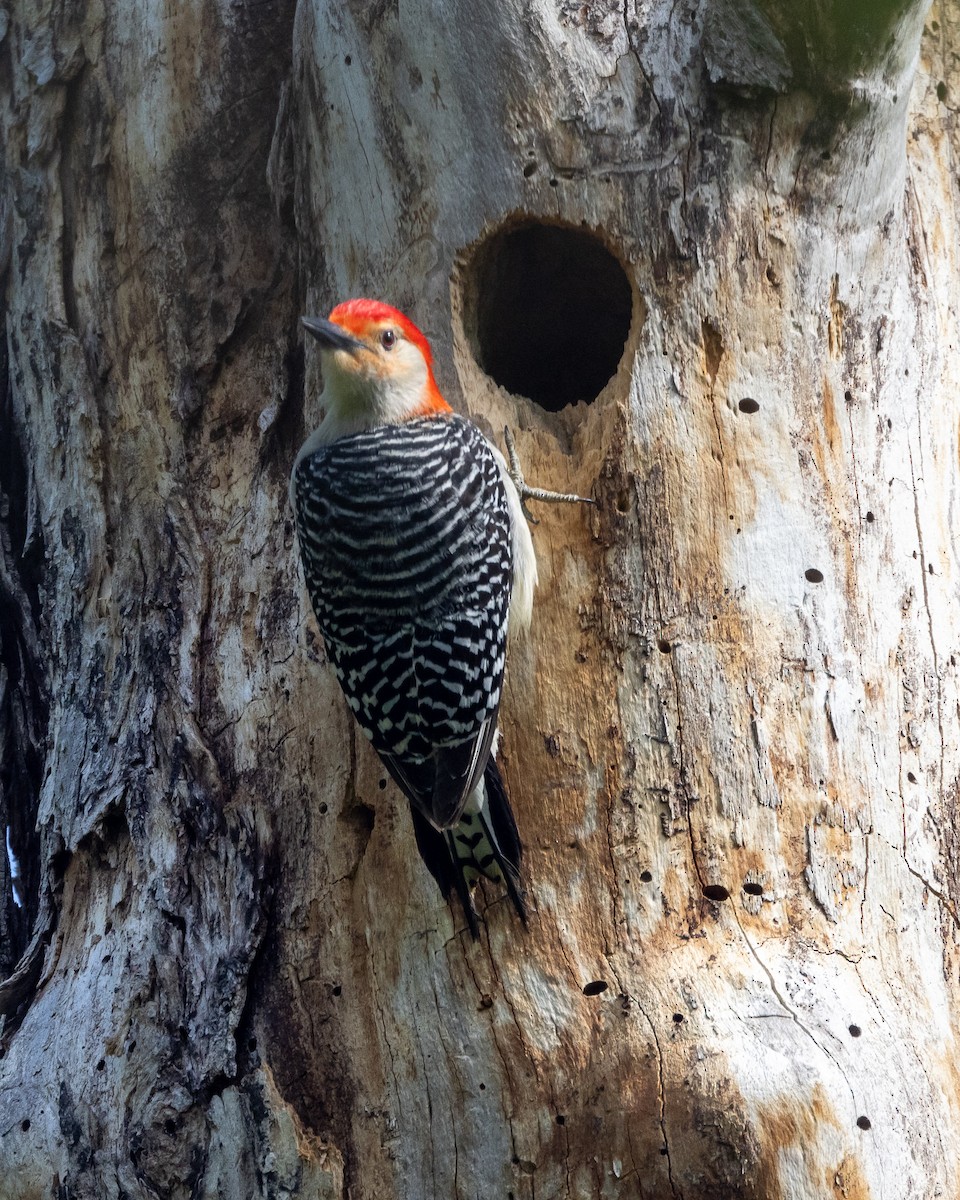 Red-bellied Woodpecker - Kennen White