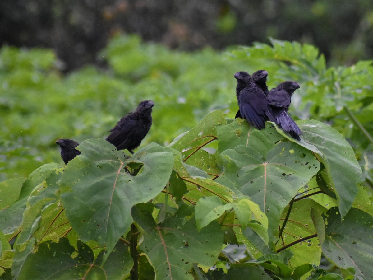 Smooth-billed Ani - Eric Konkol