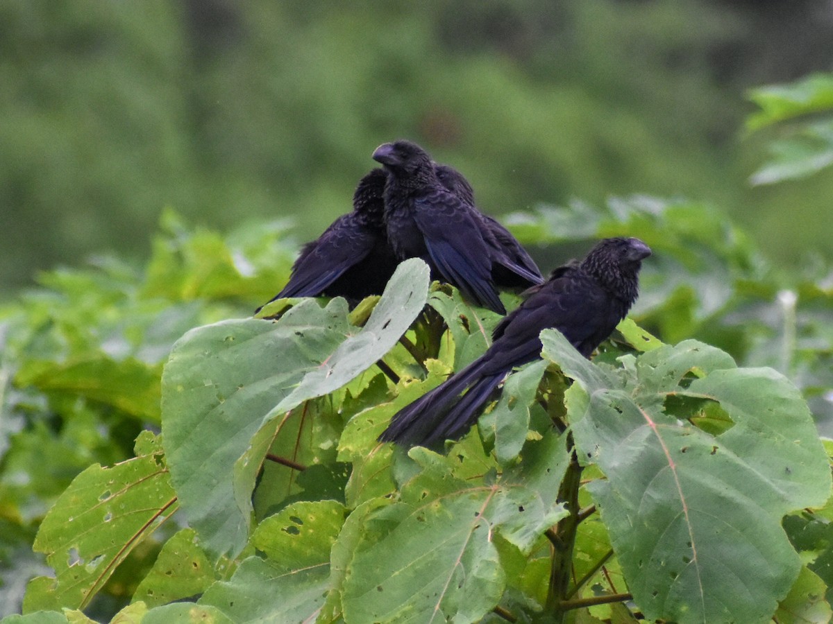 Smooth-billed Ani - Eric Konkol