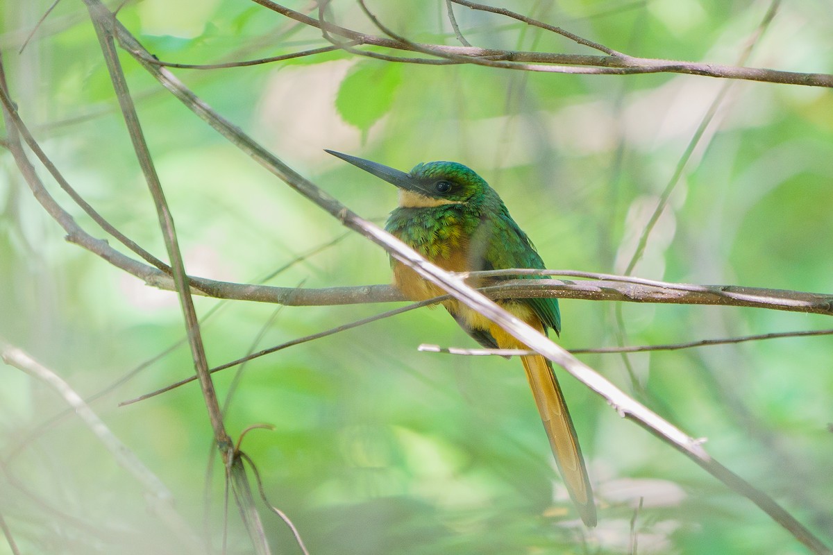 Rufous-tailed Jacamar - David Cedeño