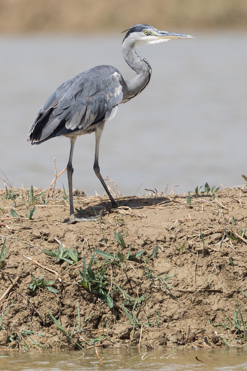 Gray Heron - ML619085604