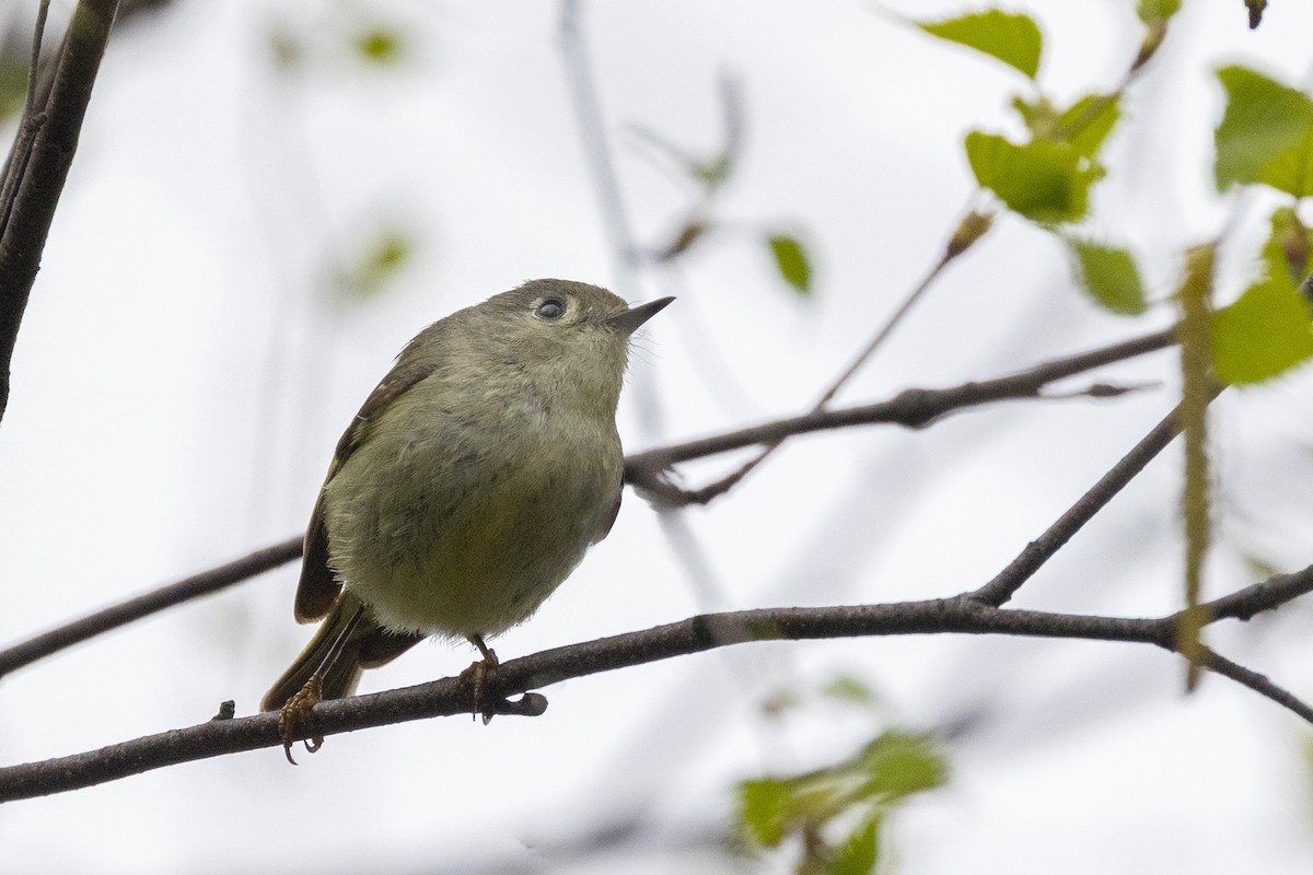 Ruby-crowned Kinglet - Maurice Pitre