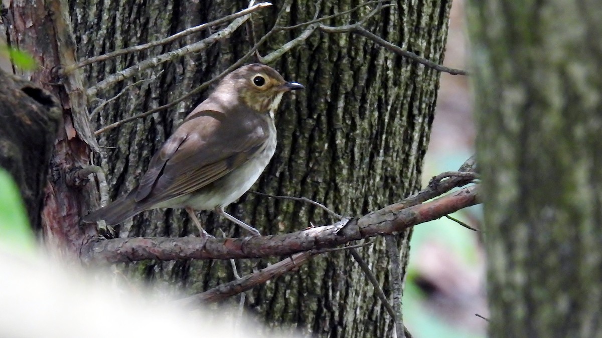 Swainson's Thrush - Douglas Cioffi