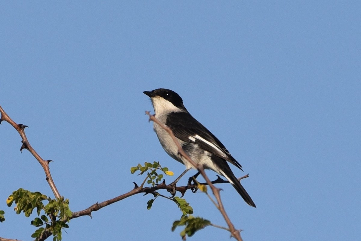 Fiscal Flycatcher - Christoph Randler