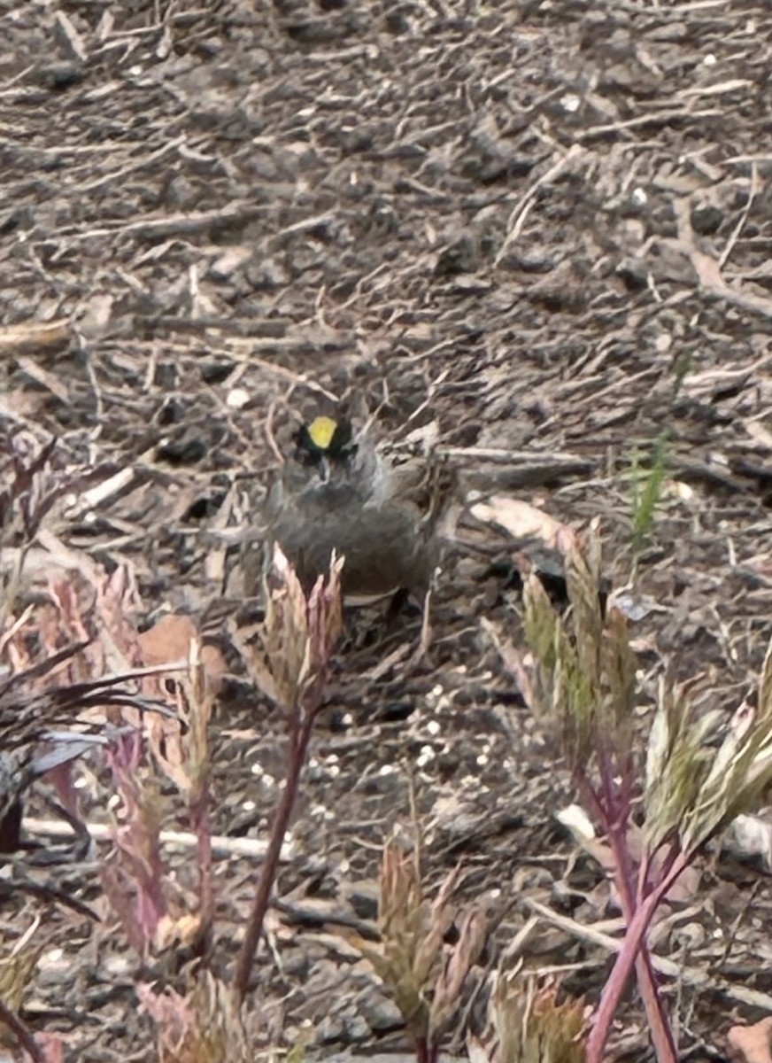 Golden-crowned Sparrow - Yvonne Wentzel