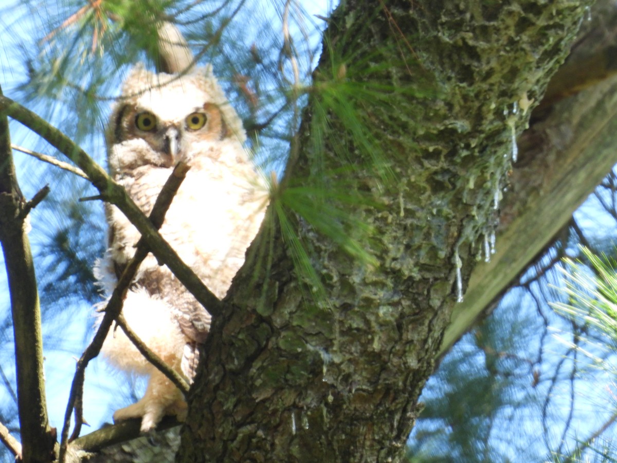 Great Horned Owl - Rich Ziegler