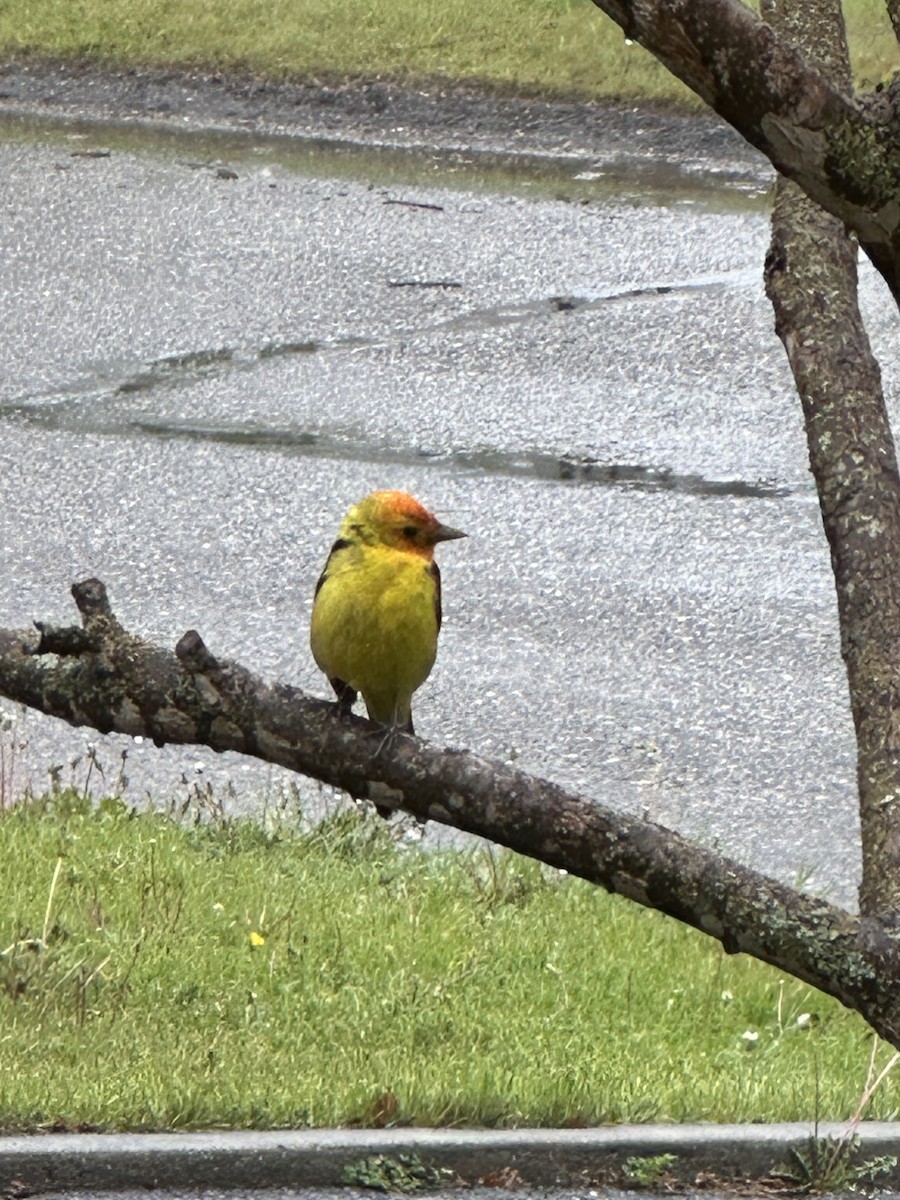 Western Tanager - ML619085669