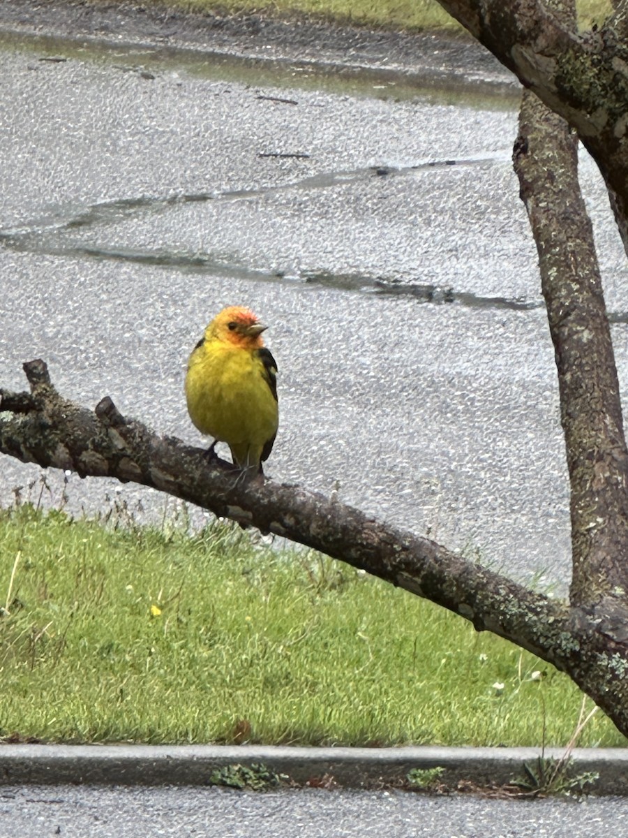 Western Tanager - ML619085670