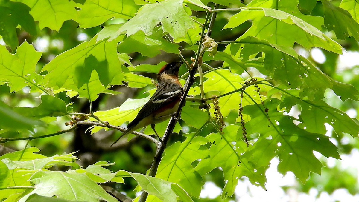 Bay-breasted Warbler - Douglas Cioffi