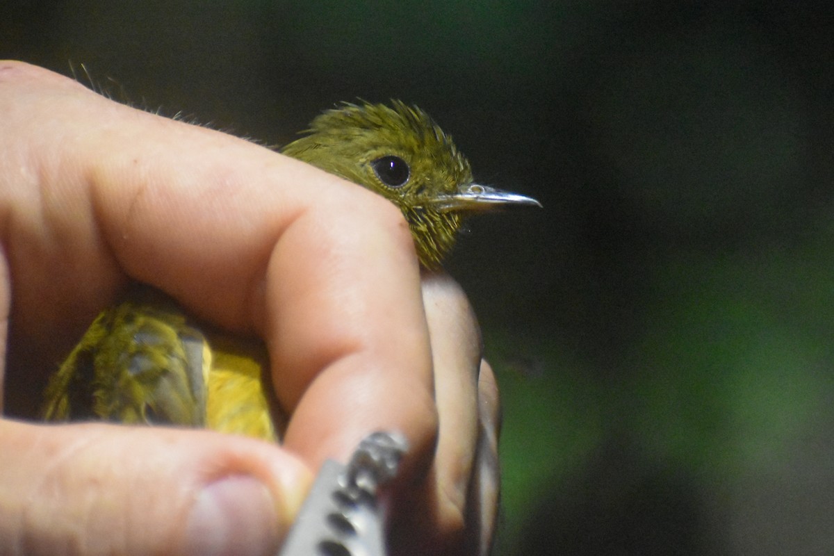 McConnell's Flycatcher - ML619085683