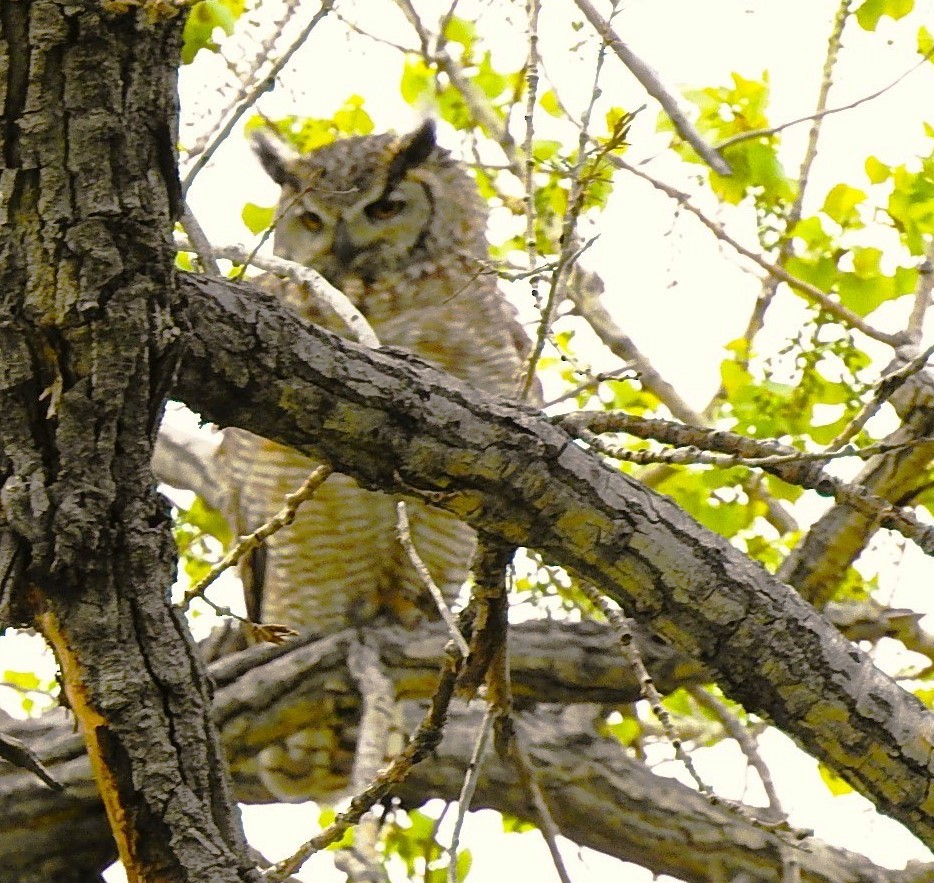 Great Horned Owl - woody wheeler