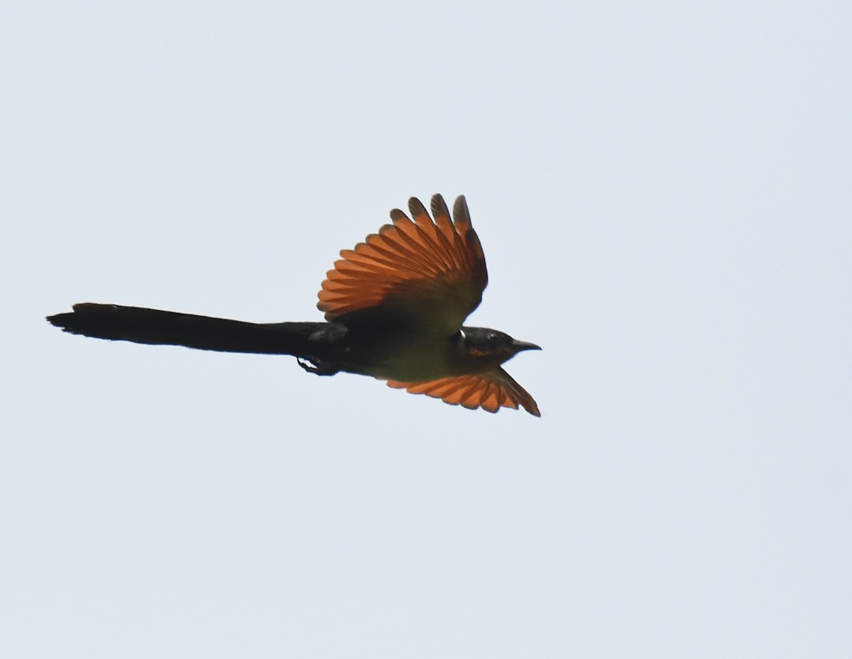 Chestnut-winged Cuckoo - Noreen Weeden