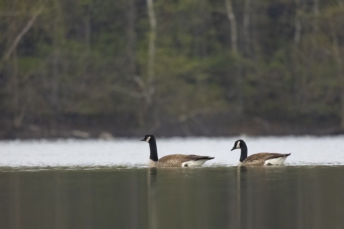 Canada Goose - Maurice Pitre