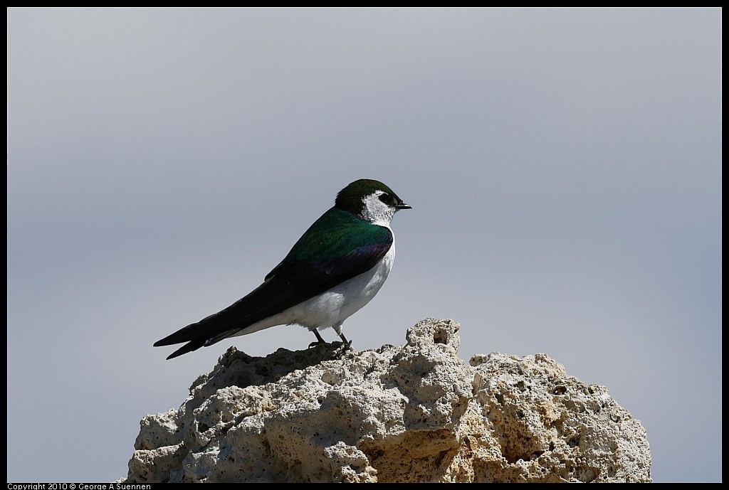 Violet-green Swallow - George Suennen