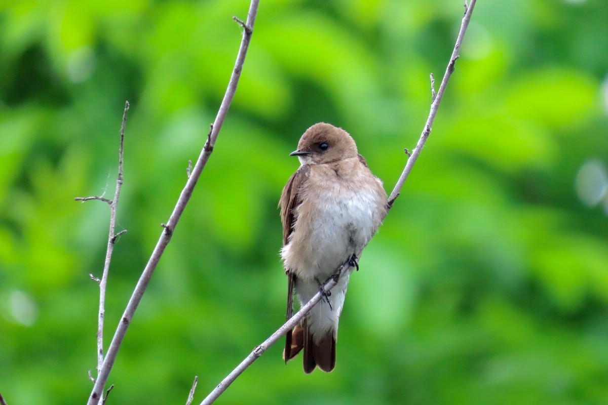 Northern Rough-winged Swallow - Terry Swope