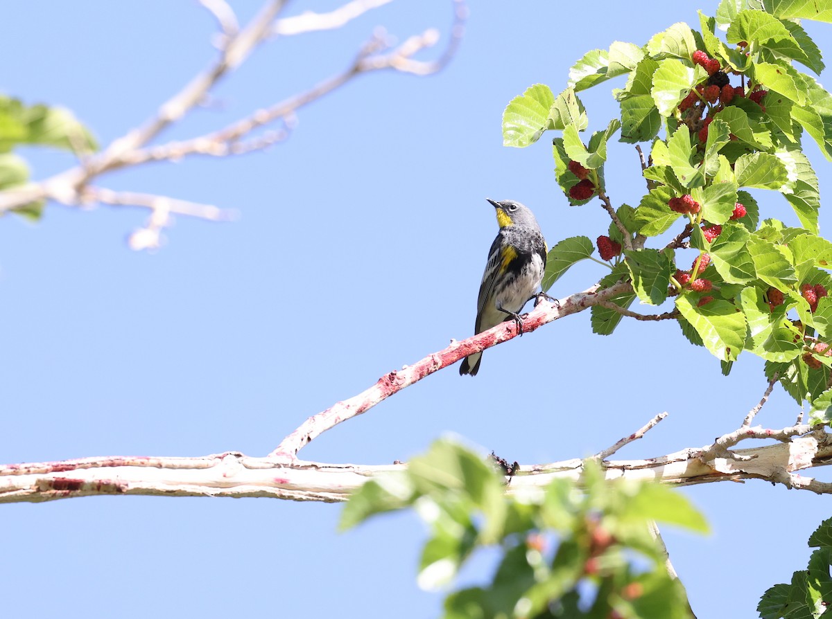 Yellow-rumped Warbler - Andy Gee