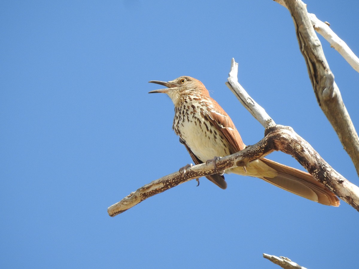 Brown Thrasher - T B