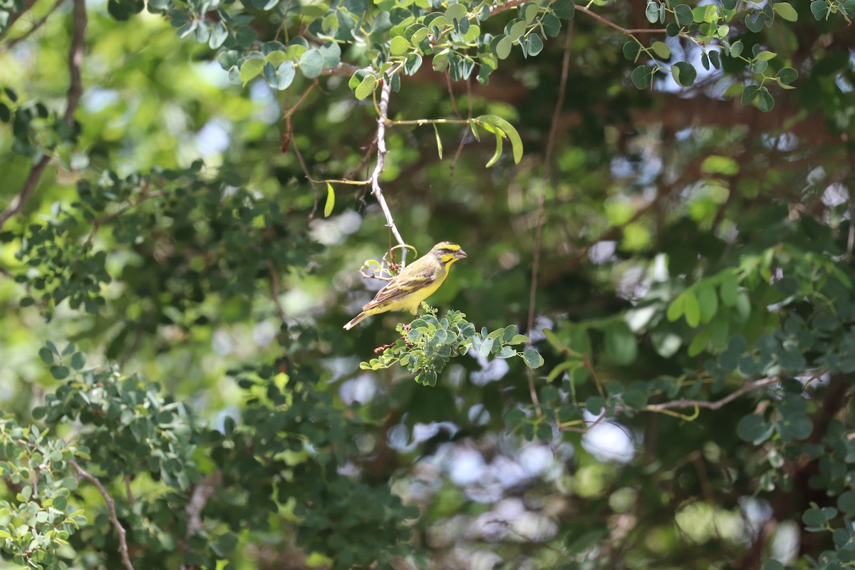 Yellow-fronted Canary - ML619085768