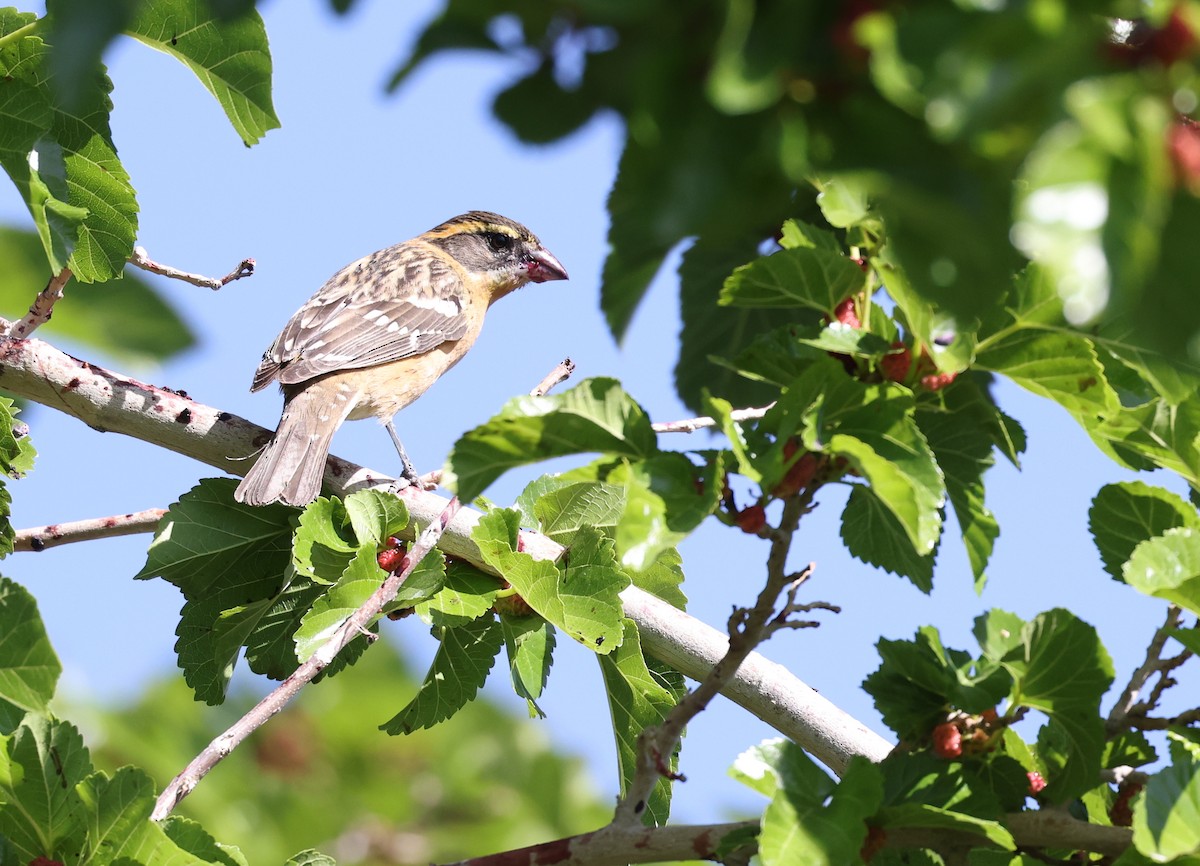 Black-headed Grosbeak - Andy Gee