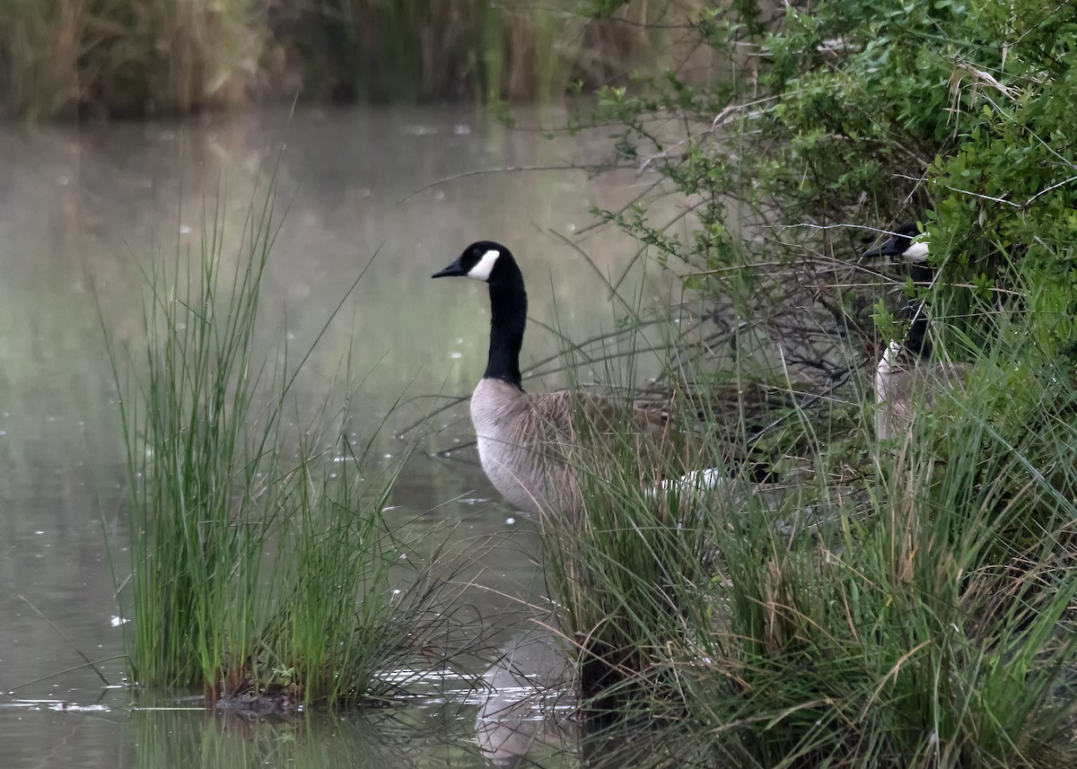 Canada Goose - Nick Balachanoff