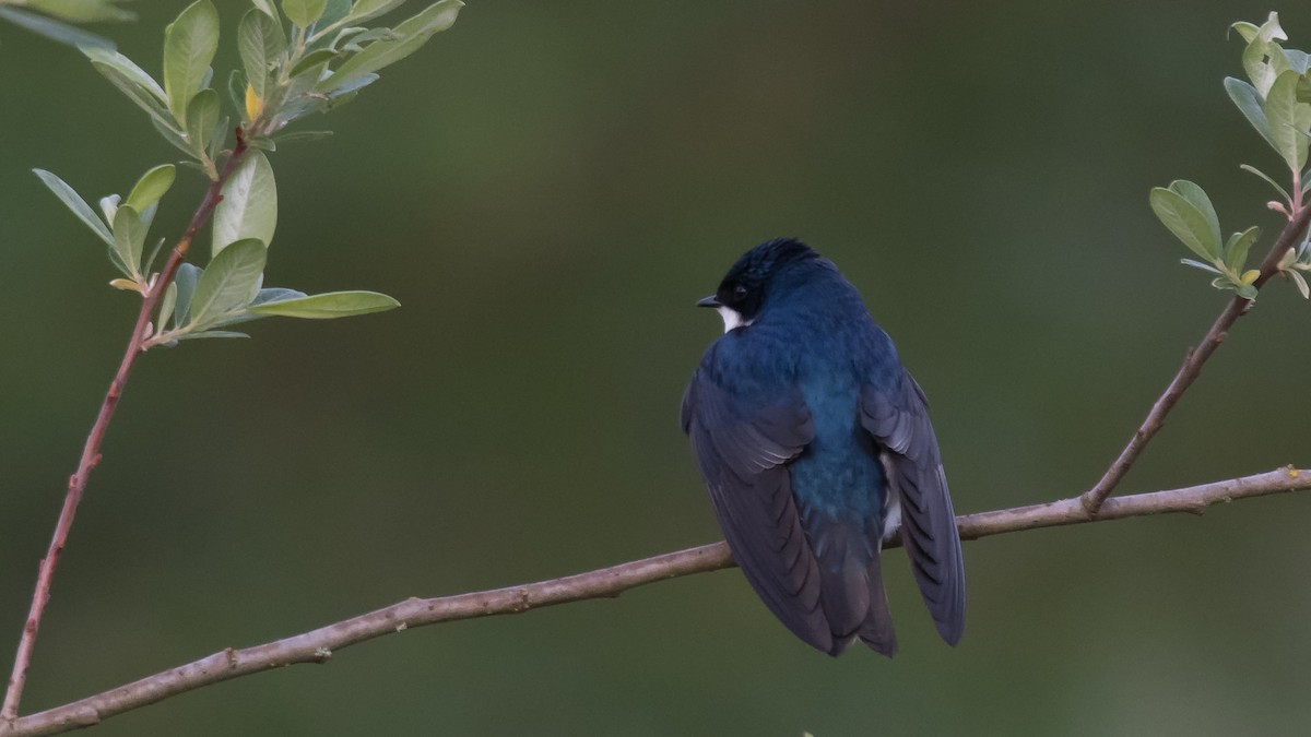 Tree Swallow - Nick Balachanoff