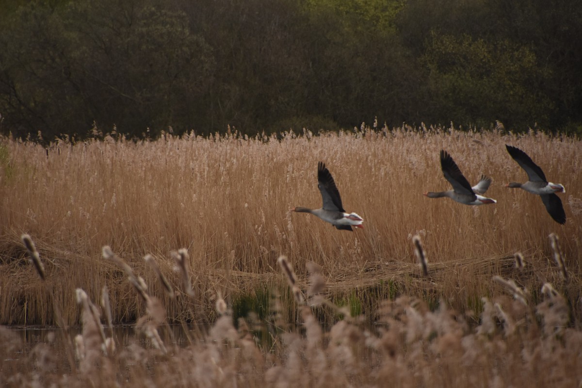 Graylag Goose - ML619085782