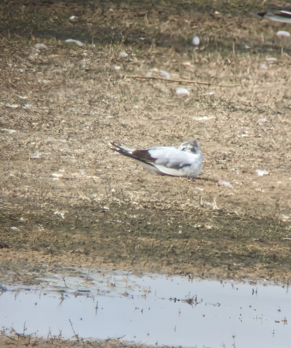 Little Gull - Alison Stevenson